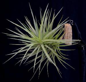 Tillandsia tenuifolia x jucunda.jpg